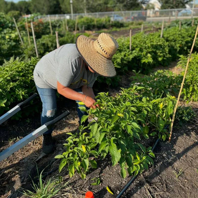 person cares to pepper plant in garden
