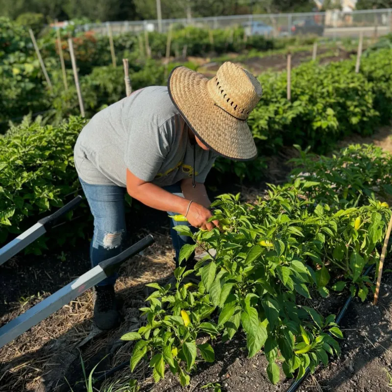 person cares for a pepper plant in a garden