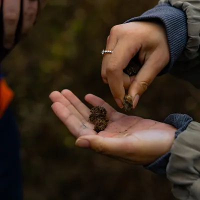 a hand holding dried flowers